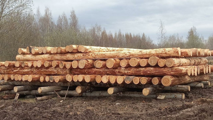 Материалы на просушке. Фото Фонда Наследие Русского Севера